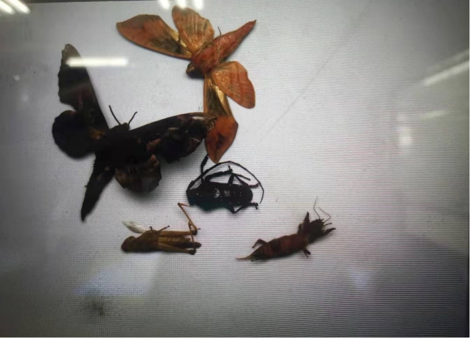 智慧農業蟲情在線監測預警系統 田間環境監測設備